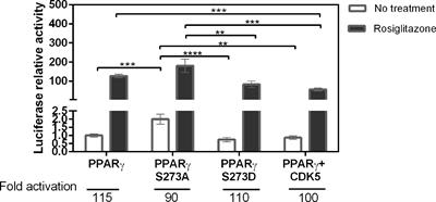 PPARγ S273 Phosphorylation Modifies the Dynamics of Coregulator Proteins Recruitment